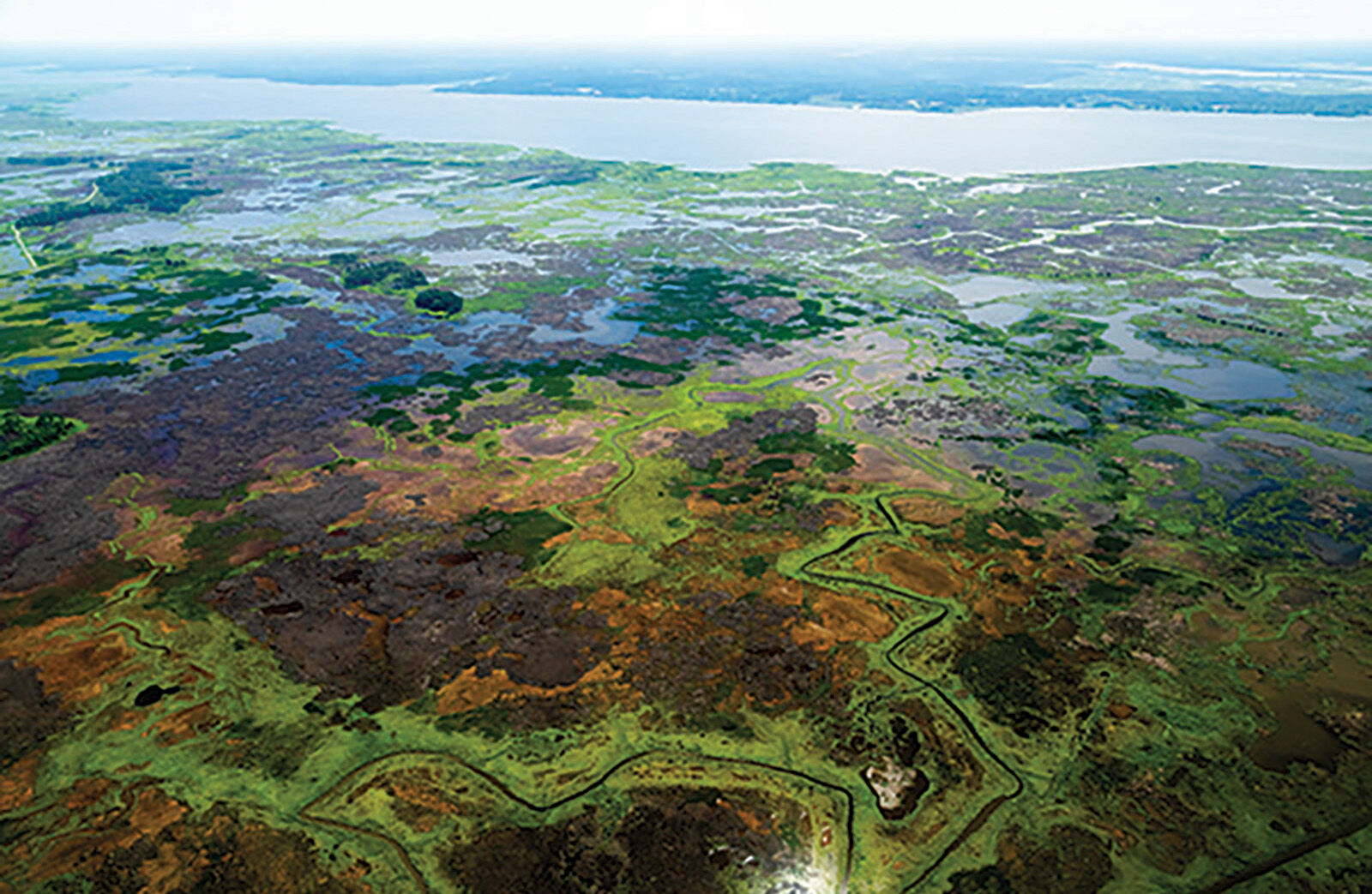 Wetlands at Blackwater National Wildlife Refuge, MD